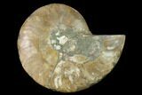 Agatized Ammonite Fossil (Half) - Madagascar #139682-1